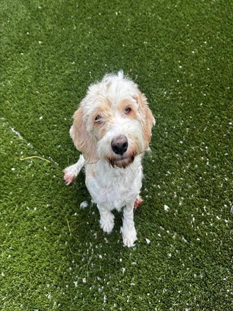 CHARLEE - Cocker Spaniel and Poodle - Miniature available for adoption at City of Toronto Animal Services in Toronto