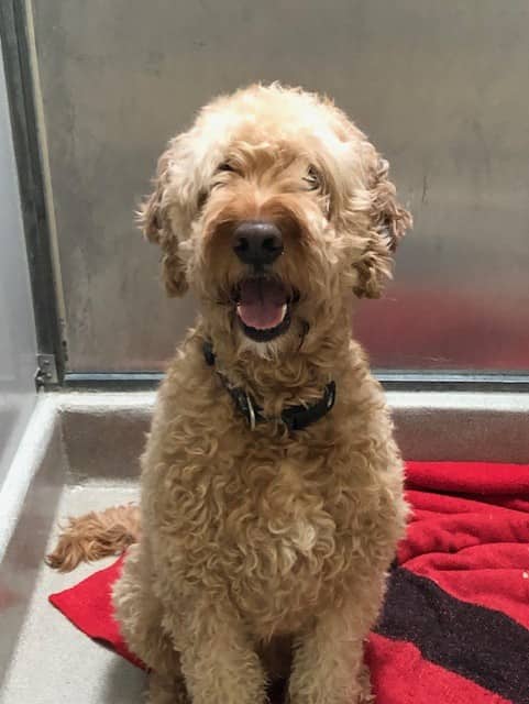TOBY - Poodle - Standard and Retrver Golden available for adoption at Ottawa Humane Society in Ottawa