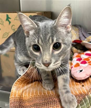 FLIK - Domestic Shorthair cat available for adoption at Ottawa Humane Society in Ottawa