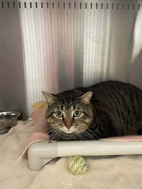VENN DIAGRAM - Domestic Shorthair cat available for adoption at Ottawa Humane Society in Ottawa