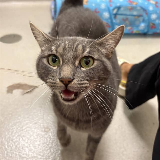 HANNAH - Domestic Shorthair cat available for adoption at Ottawa Humane Society in Ottawa