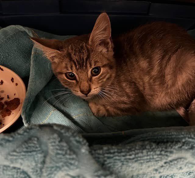 GUNTHER - Domestic Shorthair cat available for adoption at City of Toronto Animal Services in Toronto