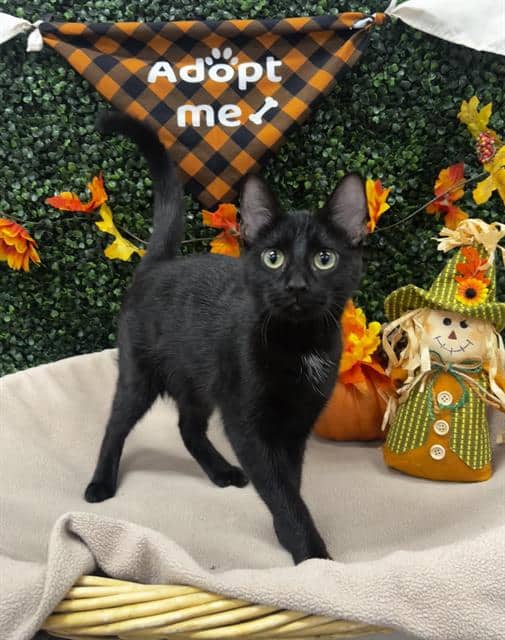 KARMA - Domestic Shorthair cat available for adoption in Calgary