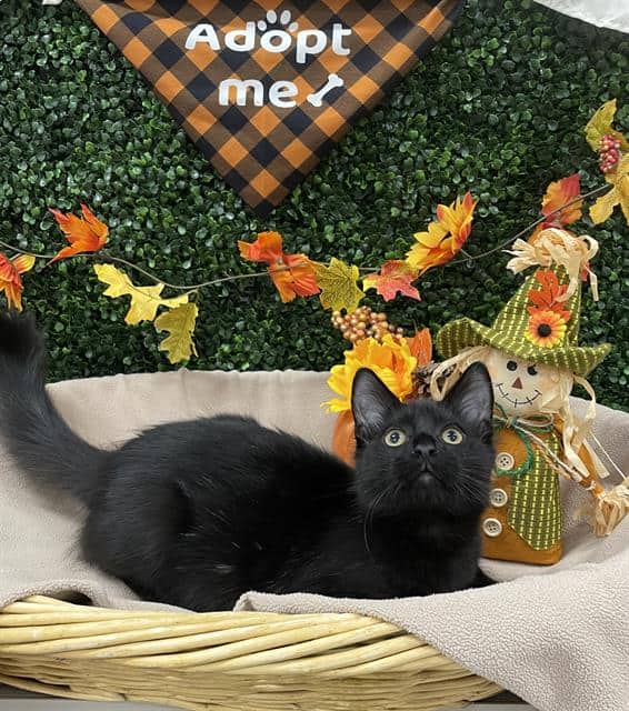 VALOR - Domestic Shorthair cat available for adoption in Calgary