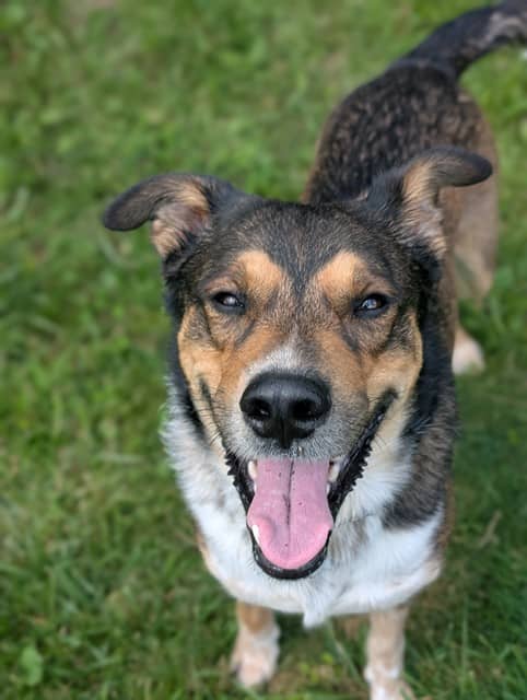 BANDIT - Collie - Smooth mix available for adoption at City of Toronto Animal Services in Toronto