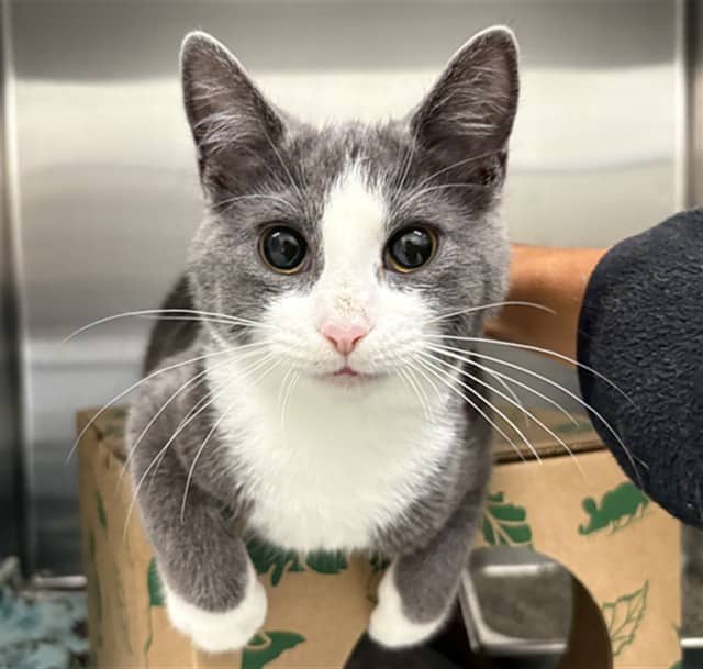 HERSHEY - Domestic Shorthair cat available for adoption at Ottawa Humane Society in Ottawa