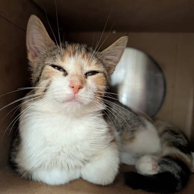 LOLA - Domestic Shorthair available for adoption