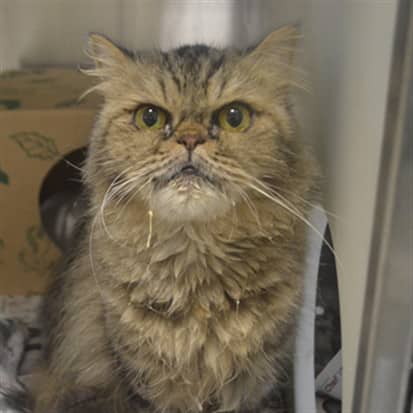 SORAYA - Persian cat available for adoption at Ottawa Humane Society in Ottawa