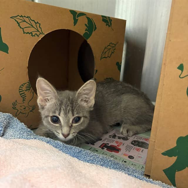 PEACH PIE - Domestic Shorthair cat available for adoption at Ottawa Humane Society in Ottawa