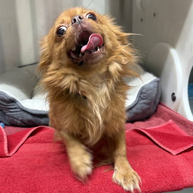 ROYAL - Chihuahua Lc available for adoption at Ottawa Humane Society in Ottawa