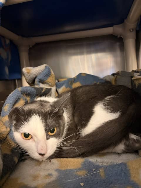 MARGORIE - Domestic Shorthair cat available for adoption at City of Toronto Animal Services in Toronto