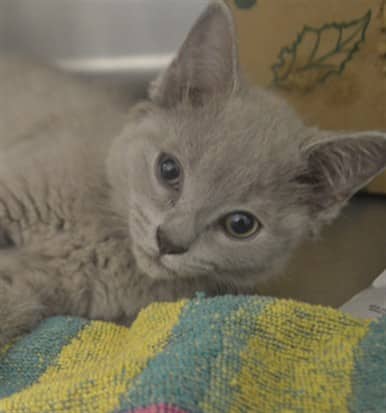 SMOG - Domestic Shorthair available for adoption