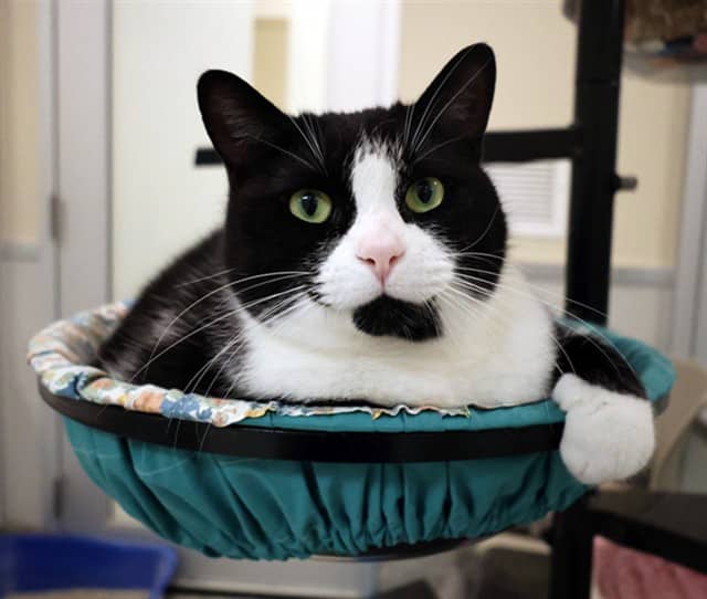 BOBITA - Domestic Shorthair available for adoption
