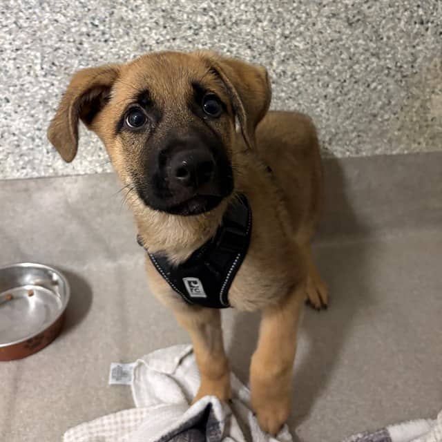 ELTON - German Shepherd Dog mix available for adoption
