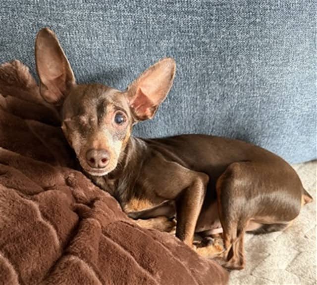 MILTON - Miniature Pinscher available for adoption at Ottawa Humane Society in Ottawa