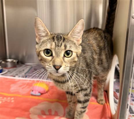 STRUDEL - Domestic Shorthair cat available for adoption at Ottawa Humane Society in Ottawa