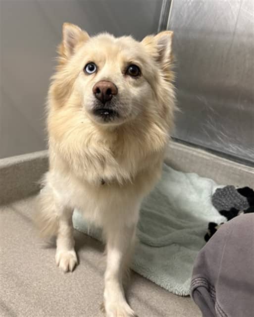 PRINCE - Pomeranian and Siberian Husky available for adoption at Ottawa Humane Society in Ottawa