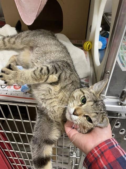 MAZDA - Domestic Shorthair cat available for adoption at Ottawa Humane Society in Ottawa