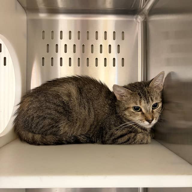 LAMB - Domestic Shorthair cat available for adoption at Ottawa Humane Society in Ottawa