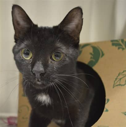 HANS - Domestic Shorthair cat available for adoption at Ottawa Humane Society in Ottawa