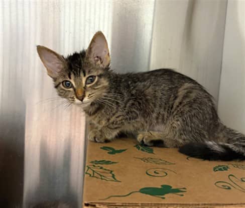 PECAN PIE - Domestic Shorthair cat available for adoption at Ottawa Humane Society in Ottawa