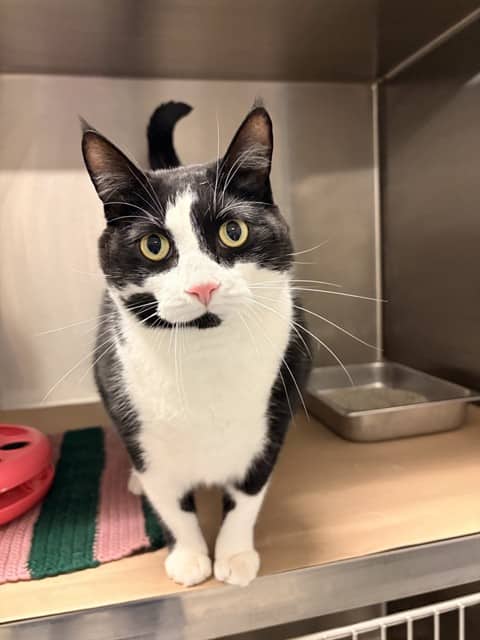 ZAZU - Domestic Shorthair cat available for adoption at City of Toronto Animal Services in Toronto