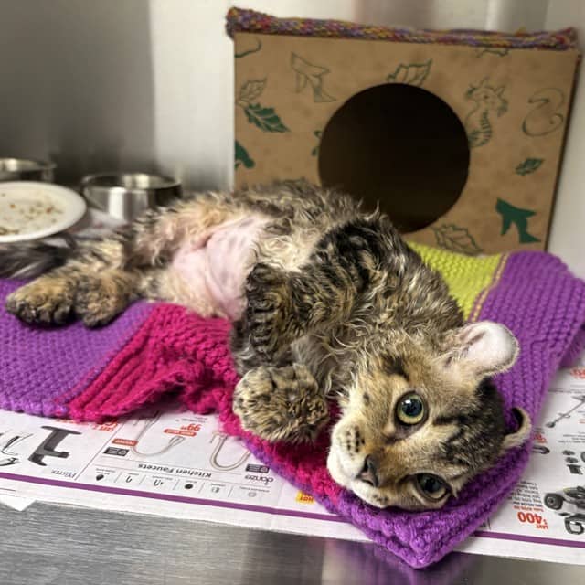 DIXIE - American Curl Shorthair available for adoption