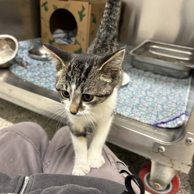 PATOOTIE - Domestic Shorthair cat available for adoption at Ottawa Humane Society in Ottawa