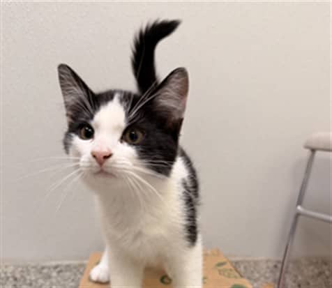 KENT - Domestic Shorthair cat available for adoption at Ottawa Humane Society in Ottawa