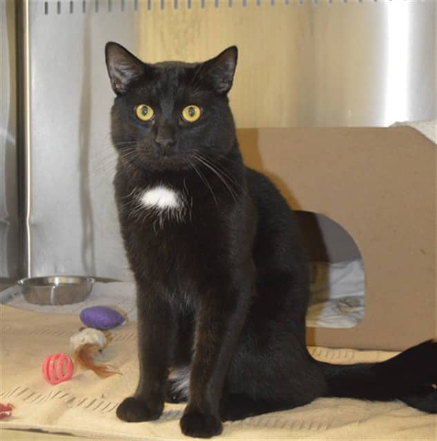 CHARLES - Domestic Shorthair cat available for adoption at Ottawa Humane Society in Ottawa