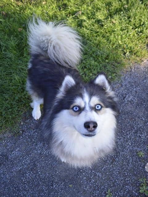 MURRAY - Siberian Husky mix available for adoption at Ottawa Humane Society in Ottawa