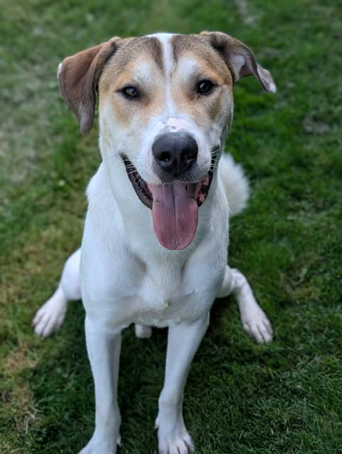 SIMPSON - American Bulldog mix available for adoption in Ontario