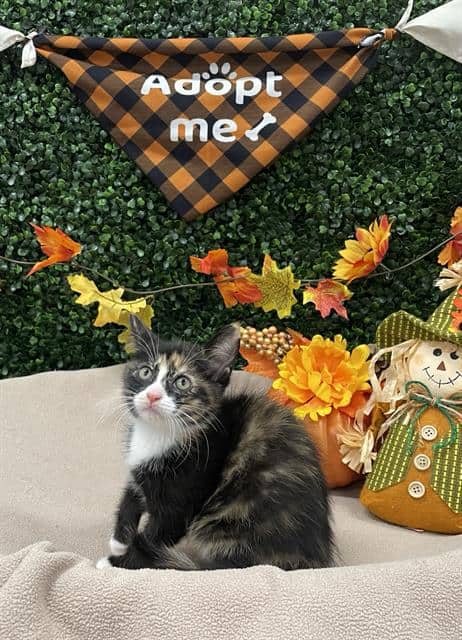 ROSE - Domestic Shorthair cat available for adoption in Calgary
