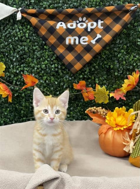 BLANCHE - Domestic Shorthair cat available for adoption in Calgary