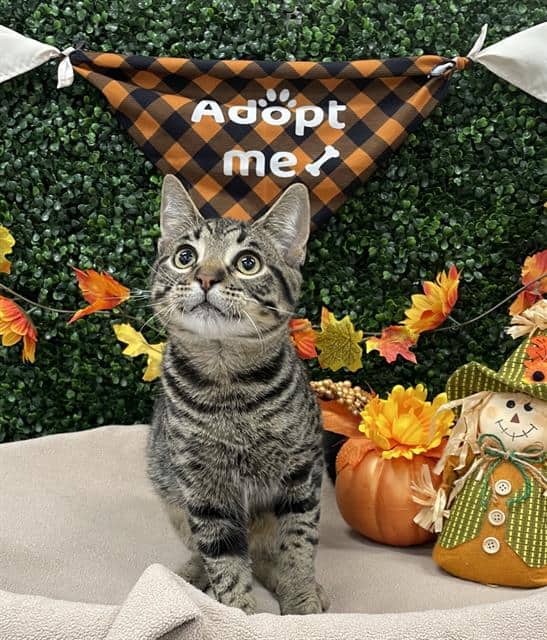 CLARKE - Domestic Shorthair cat available for adoption in Calgary