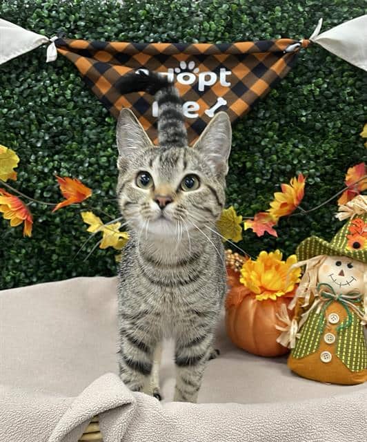 TABBYBEE - Domestic Shorthair cat available for adoption in Calgary