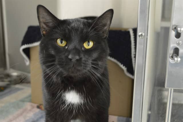 DUSTY - Domestic Mediumhair cat available for adoption at Ottawa Humane Society in Ottawa