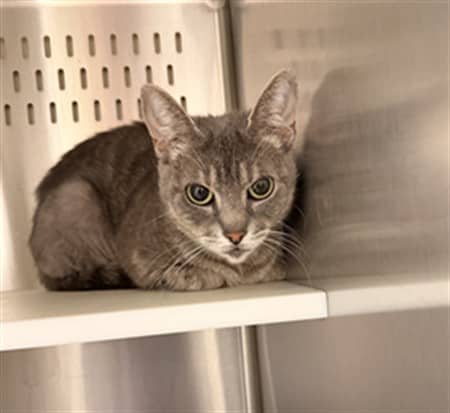 EDAMAME - Domestic Shorthair cat available for adoption at Ottawa Humane Society in Ottawa