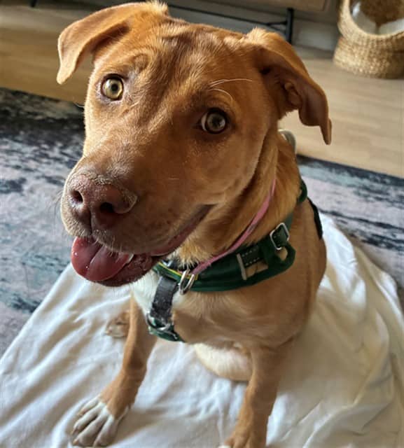 BASIL - Retrver Labradr mix available for adoption at Ottawa Humane Society in Ottawa