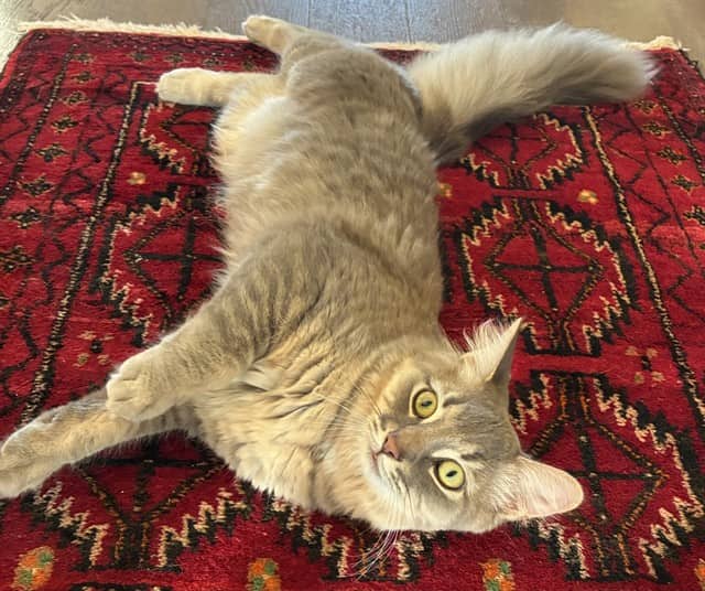 GIZMO - Domestic Mediumhair cat available for adoption at Ottawa Humane Society in Ottawa