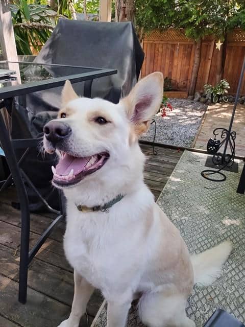 VORTEC - Siberian Husky mix available for adoption