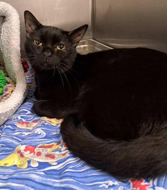 GROVER - Domestic Shorthair cat available for adoption at Ottawa Humane Society in Ottawa