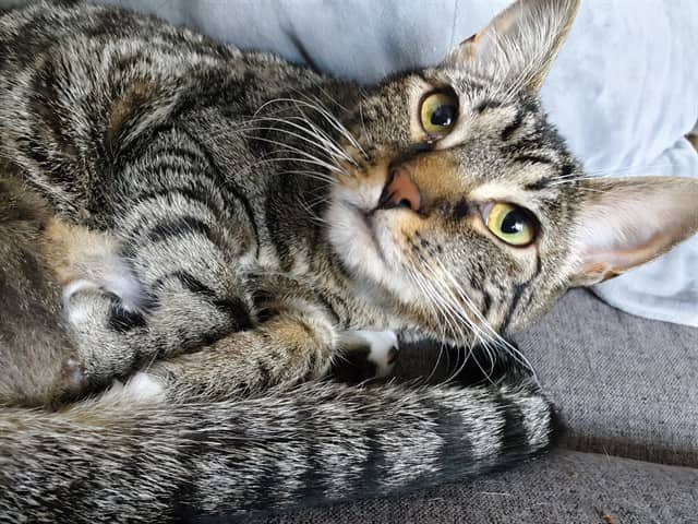 DAISY - Domestic Shorthair cat available for adoption at Ottawa Humane Society in Ottawa