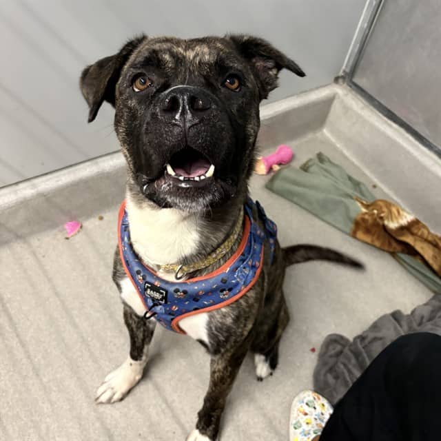 BEATRICE - Mastiff mix available for adoption
