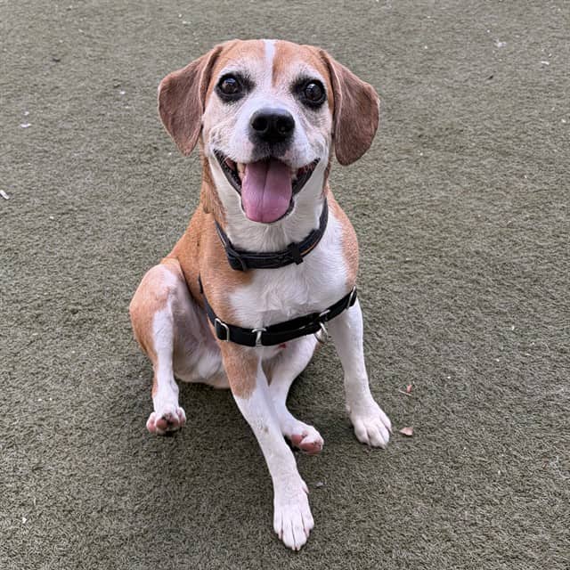 BETA - Beagle and Boston Terrier available for adoption in Ontario