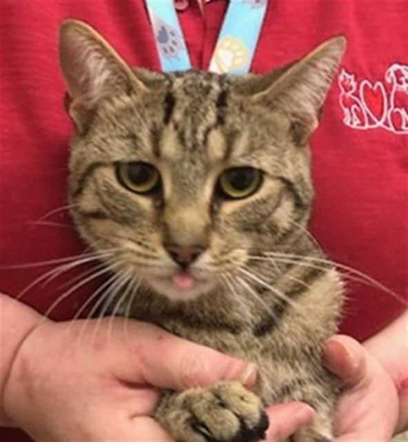 MAGNUS - Domestic Shorthair cat available for adoption at Ottawa Humane Society in Ottawa