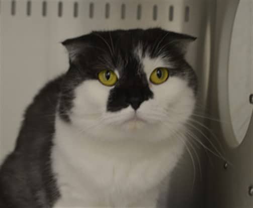 LUNA - Scottish Fold cat available for adoption at Ottawa Humane Society in Ottawa