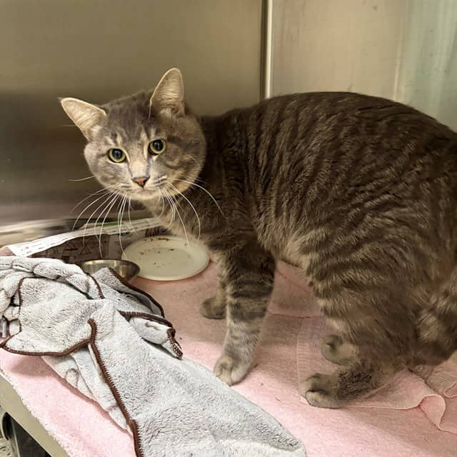 DEXTER - Domestic Shorthair cat available for adoption at Ottawa Humane Society in Ottawa