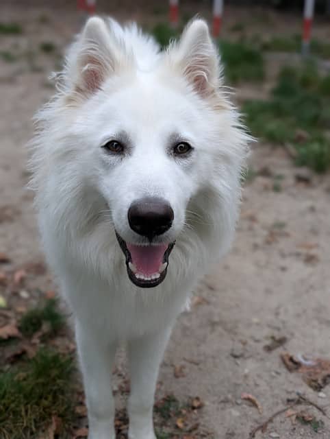 SETH ROGAN - Siberian Husky mix available for adoption at City of Toronto Animal Services in Toronto