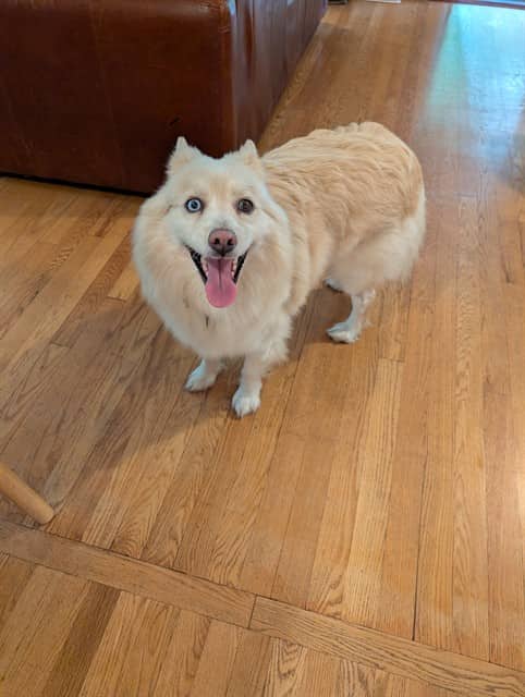 PRINCE - Pomeranian and Siberian Husky available for adoption